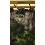 Forum Lighting Wye Festoon Lights Solar LED 5W Black IP44